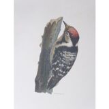 Natural History Color Lithography Pic Épeichette 1929