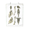 Planche anatomique ancienne du cheval et du boeuf