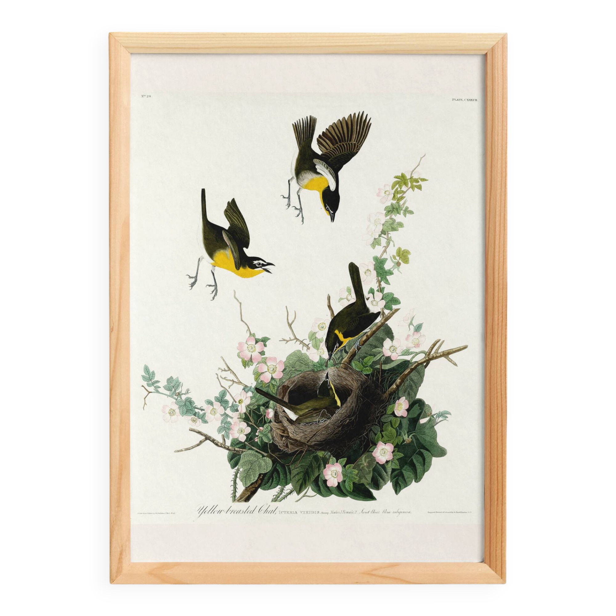 Poster about the Yellow-throated Sparrow, based on an old engraving from 1827.