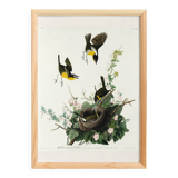 Poster about the Yellow-throated Sparrow, based on an old engraving from 1827.