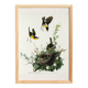 Poster about the Yellow-throated Sparrow, based on an old engraving from 1827.