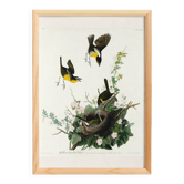 Poster about the Yellow-throated Sparrow, based on an old engraving from 1827.