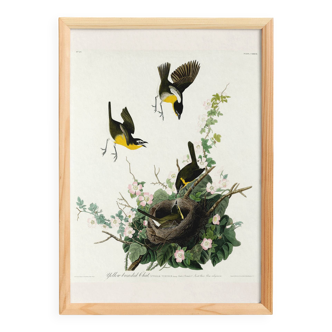 Poster about the Yellow-throated Sparrow, based on an old engraving from 1827.