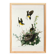Poster about the Yellow-throated Sparrow, based on an old engraving from 1827.