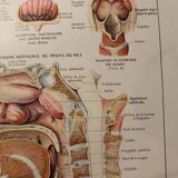Medical board - anatomy - nose
