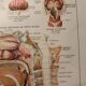 Medical board - anatomy - nose