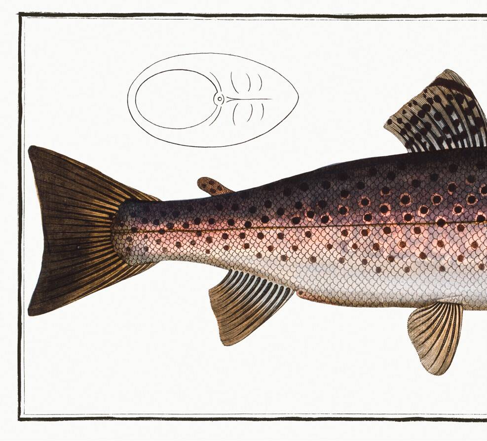 Poster about trout, based on an old engraving from 1746.
