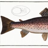 Poster about trout, based on an old engraving from 1746.
