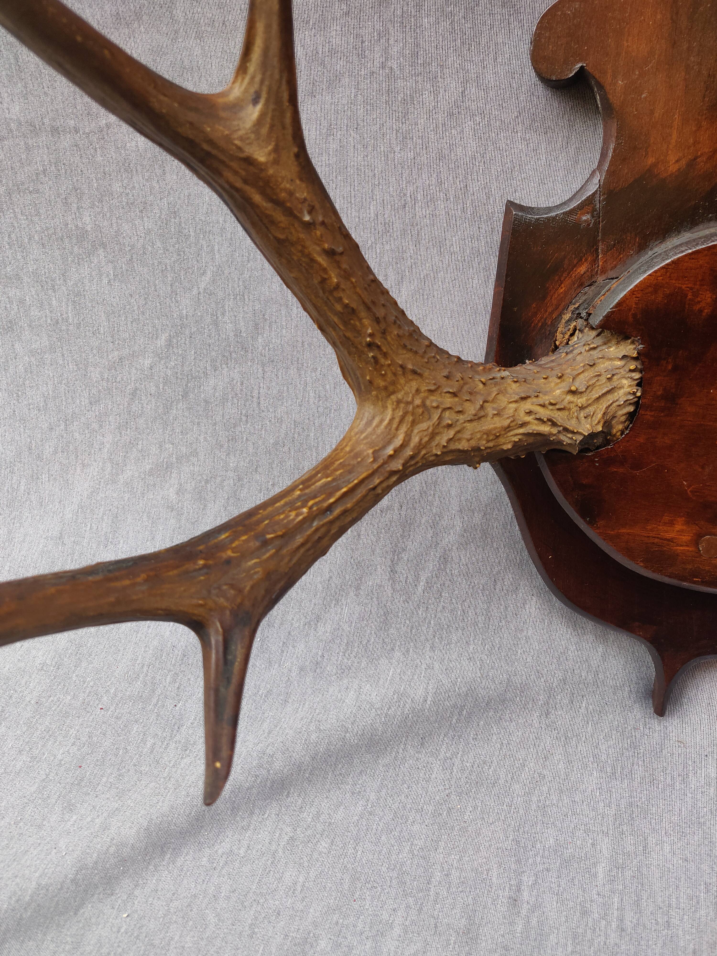 Hunting trophy chevreuil horns