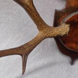 Hunting trophy chevreuil horns