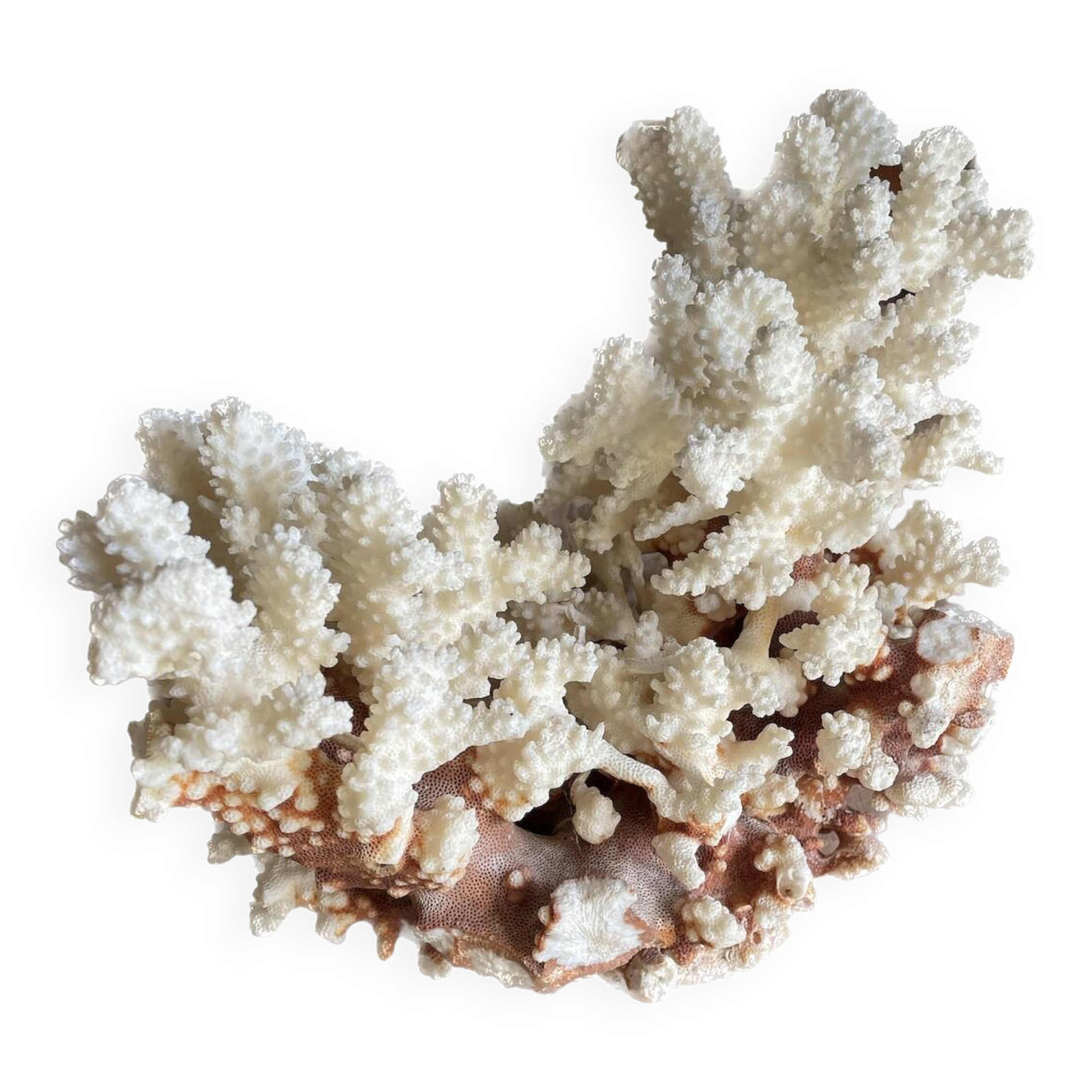 vintage coral branch