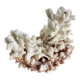 vintage coral branch