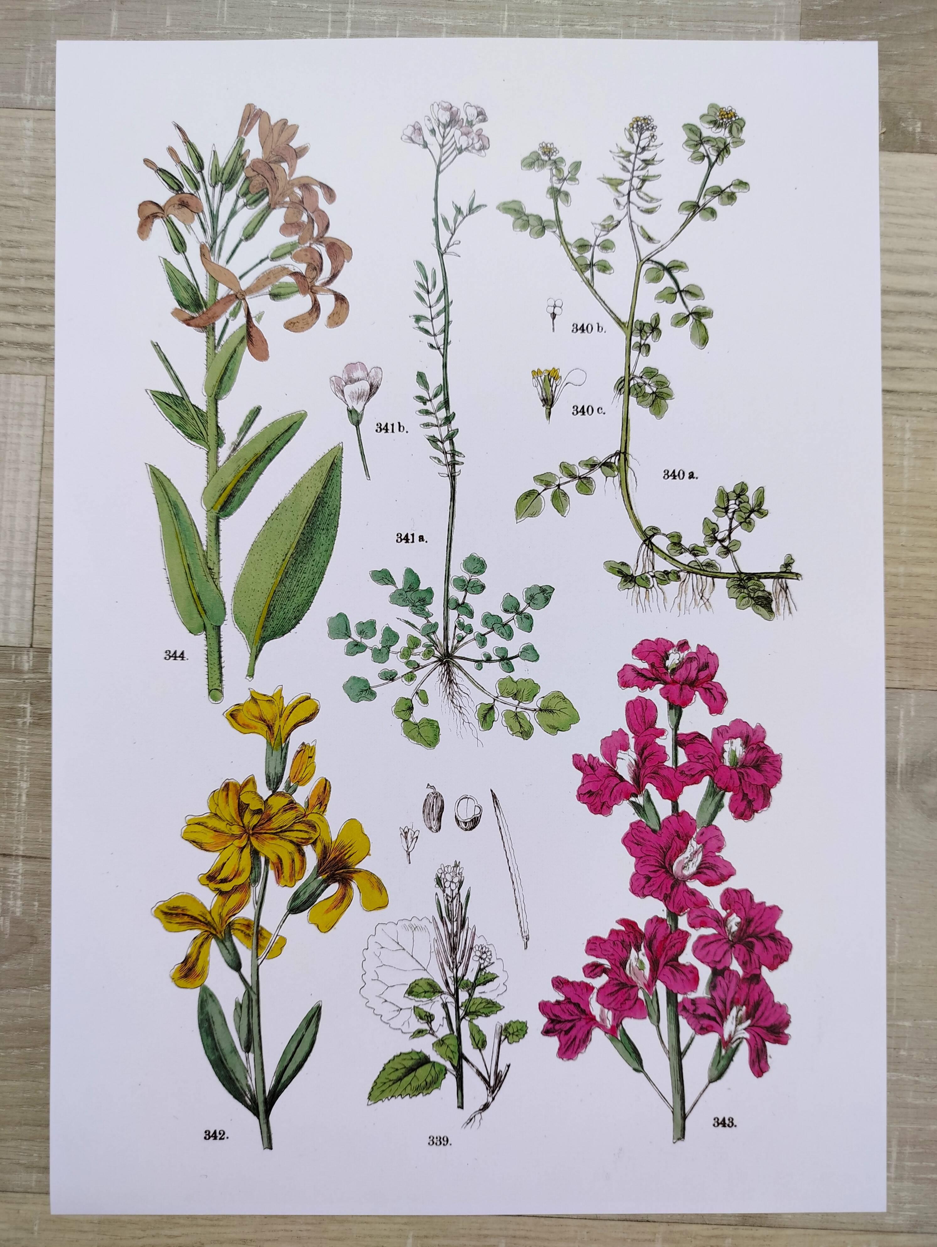 Plant poster based on an 1881 engraving "wallflower"