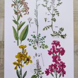 Affiche sur les plantes d'après une gravure de 1881 "giroflée"