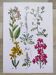 Plant poster based on an 1881 engraving "wallflower"