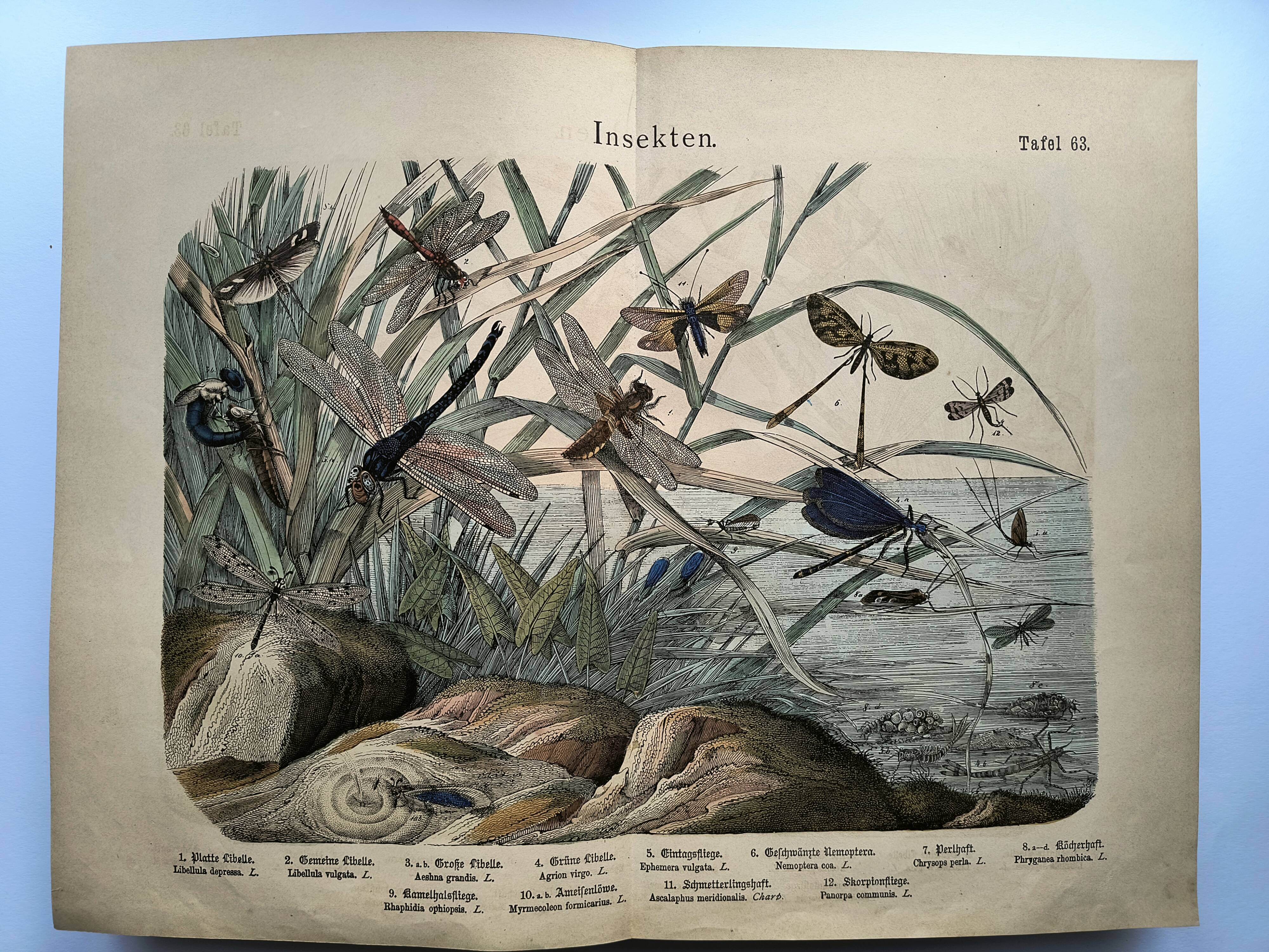 Gravure de 1886.  Libellules. Lithographie ancienne zoologique et vintage