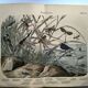 Gravure de 1886.  Libellules. Lithographie ancienne zoologique et vintage