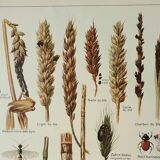 Old engraving 1922, Wheat 2, varieties of wheat, cereals, bread • Lithograph, Original plate