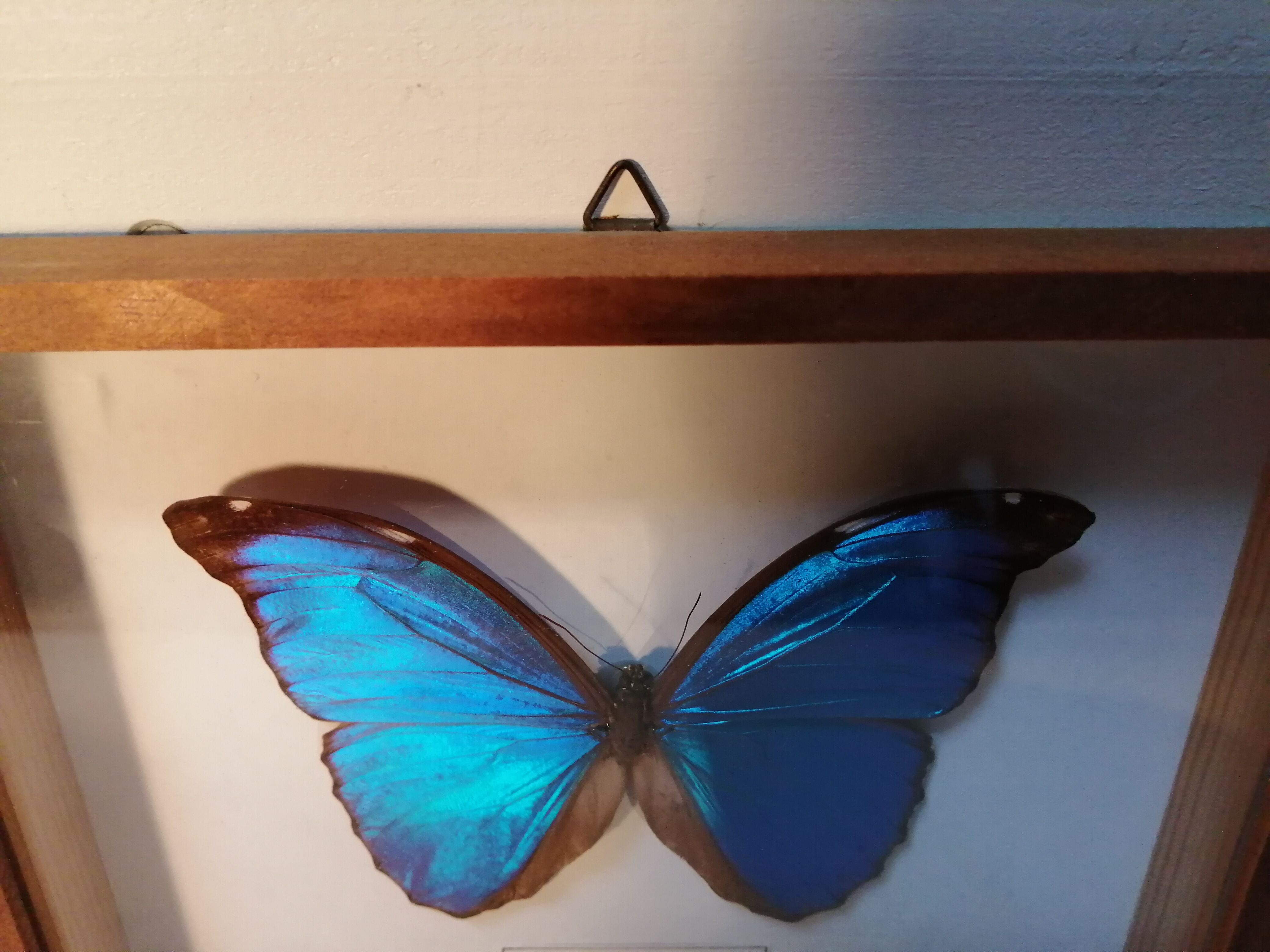 Butterfly frame Morpho Menelaus - Brazil