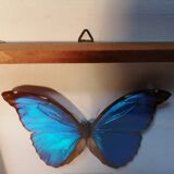 Butterfly frame Morpho Menelaus - Brazil