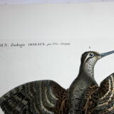 Engraving 4 Birds - Original plate of the "Chalcography of the Louvre" - Plover and Knight
