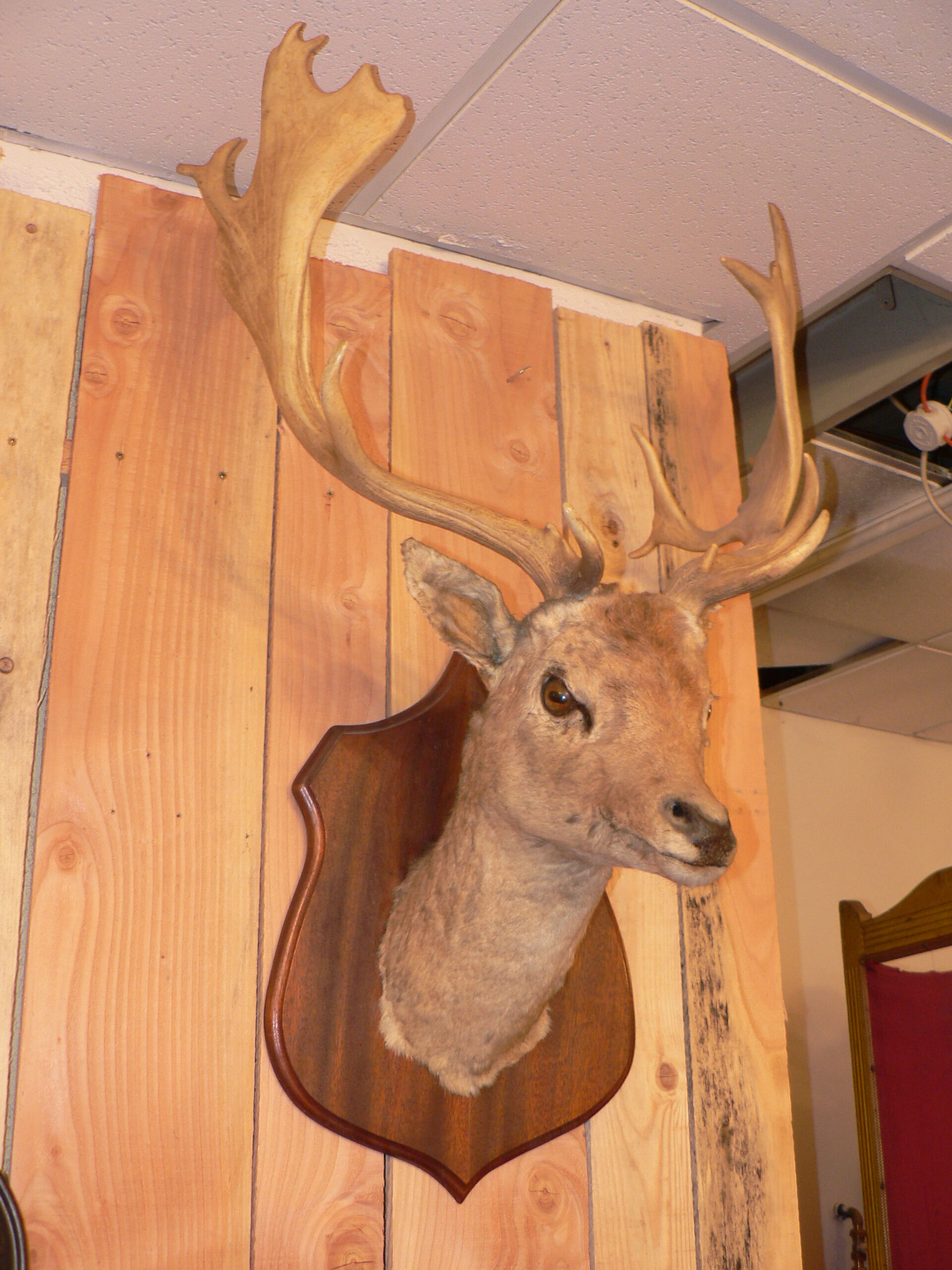 Naturalized deer hunting trophy head