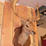 Naturalized deer hunting trophy head