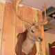 Naturalized deer hunting trophy head