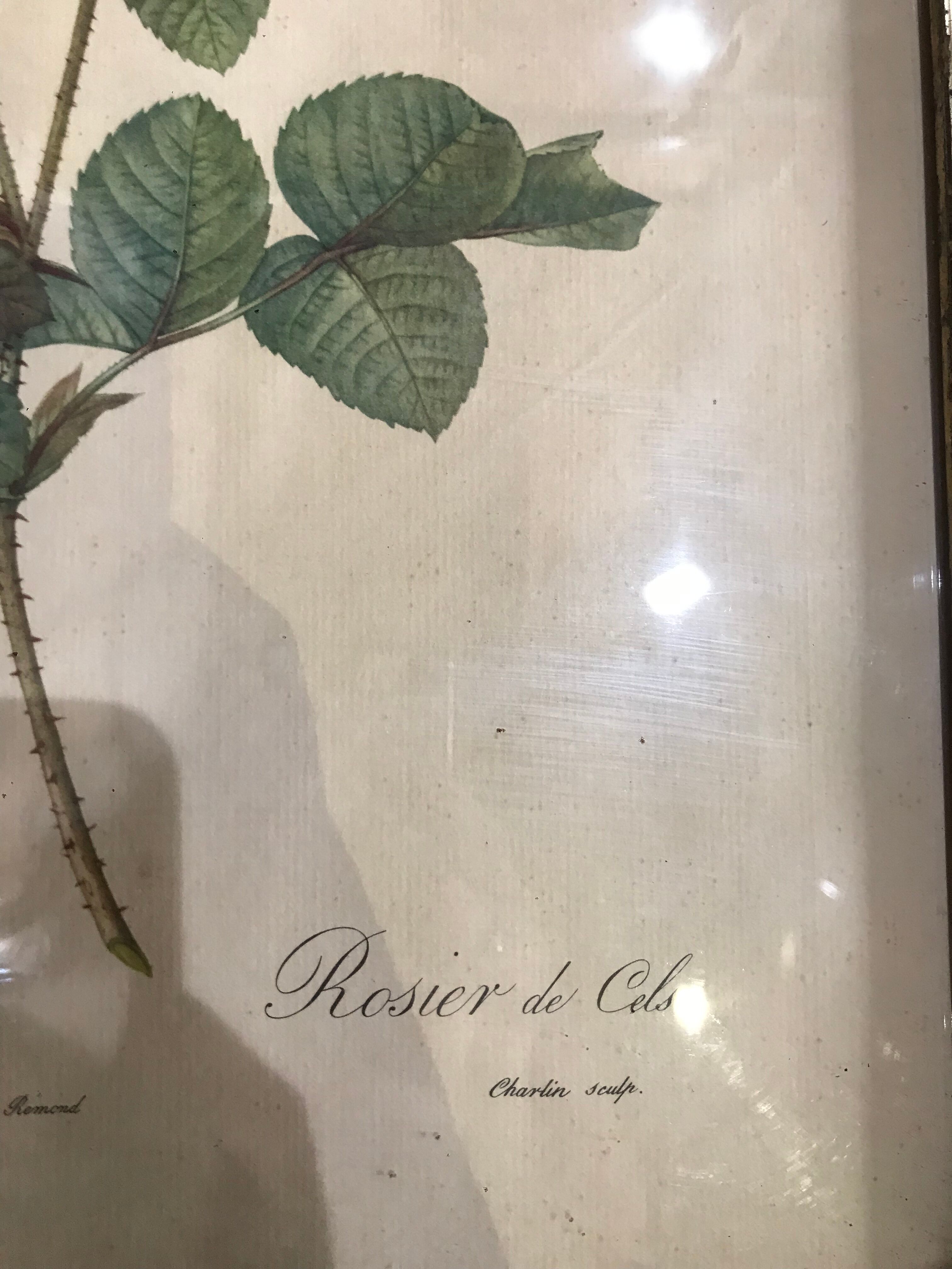 Rosa botanical illustration