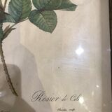 Rosa botanical illustration