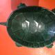 Vide poche cendrier tortue
