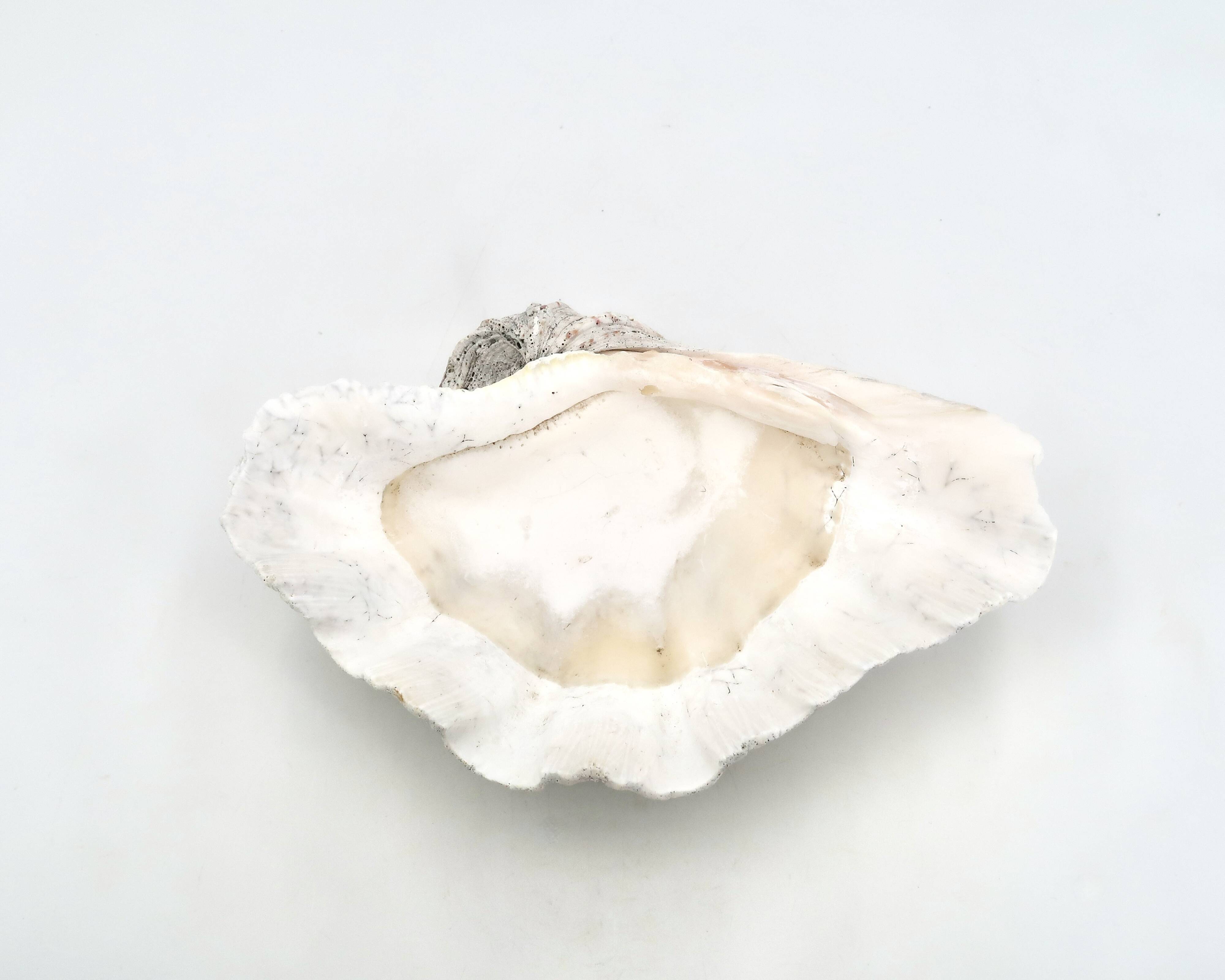 Natural white shell dish, 1970s.