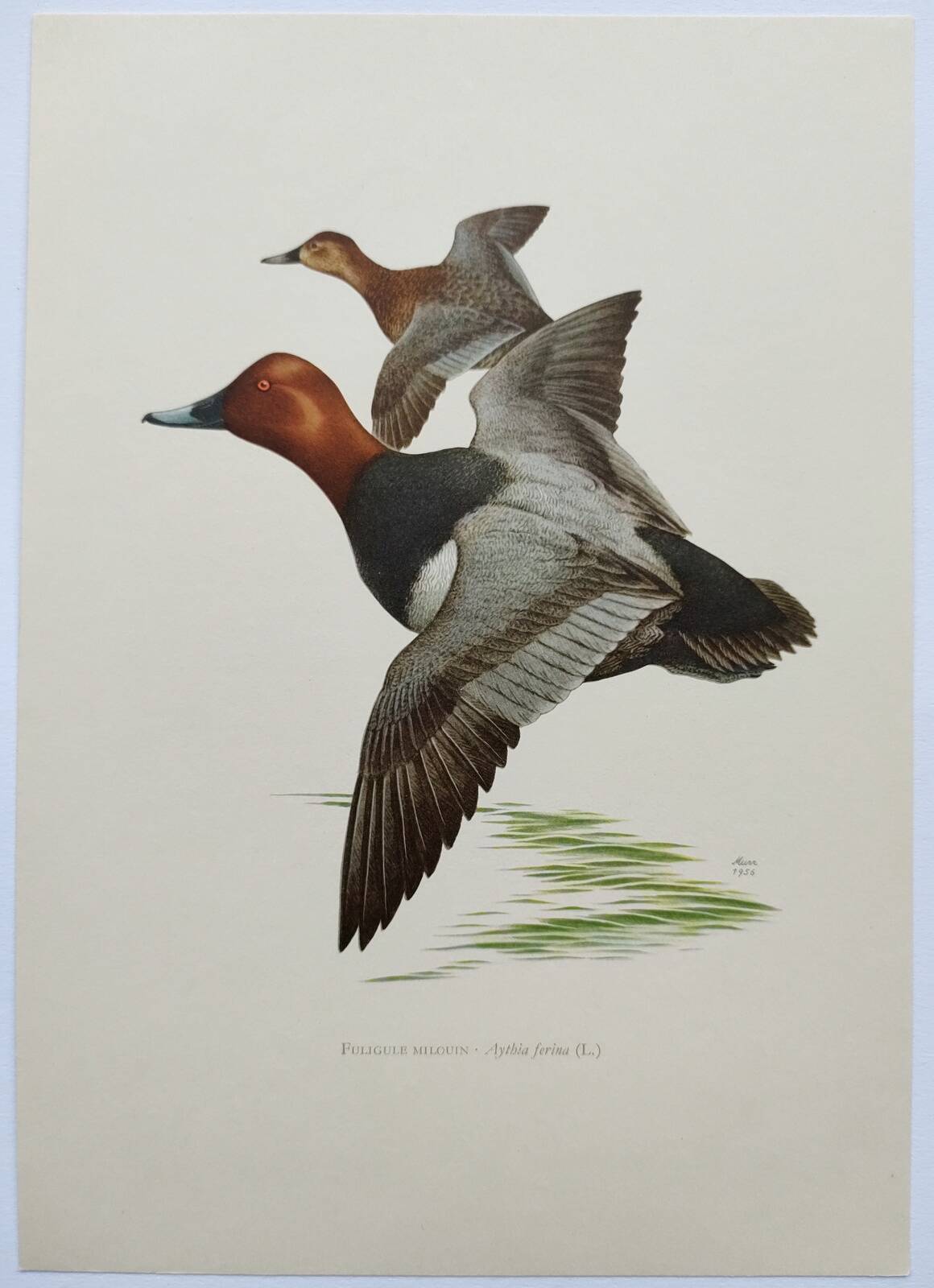 Bird board 60s - Pochard - Vintage ornithological illustration