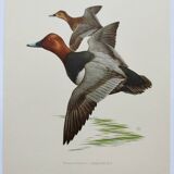 Bird board 60s - Pochard - Vintage ornithological illustration