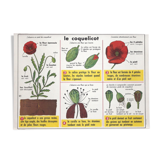 Poppy botanical school poster