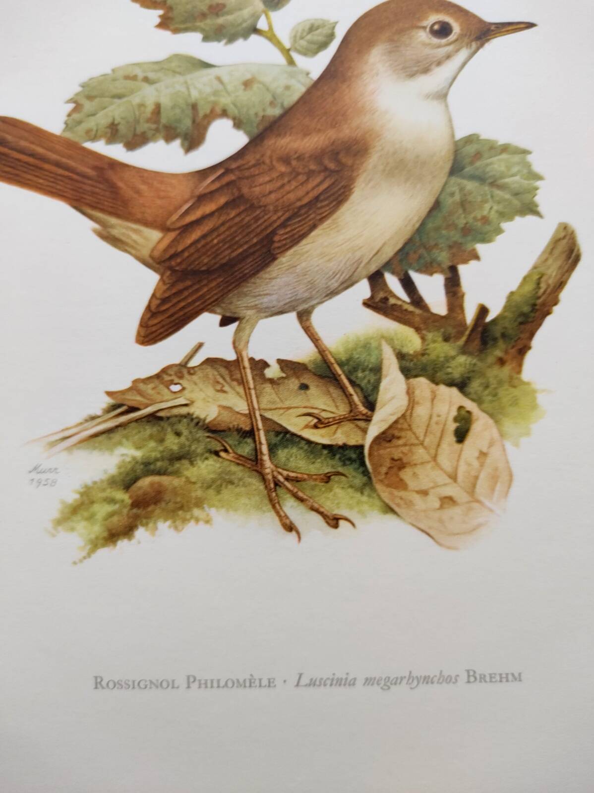 Bird illustration 60s - Nightingale Philomele - vintage zoological and ornithological board