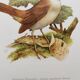 Bird illustration 60s - Nightingale Philomele - vintage zoological and ornithological board