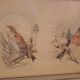 Lot 2 watercolors ancient birds