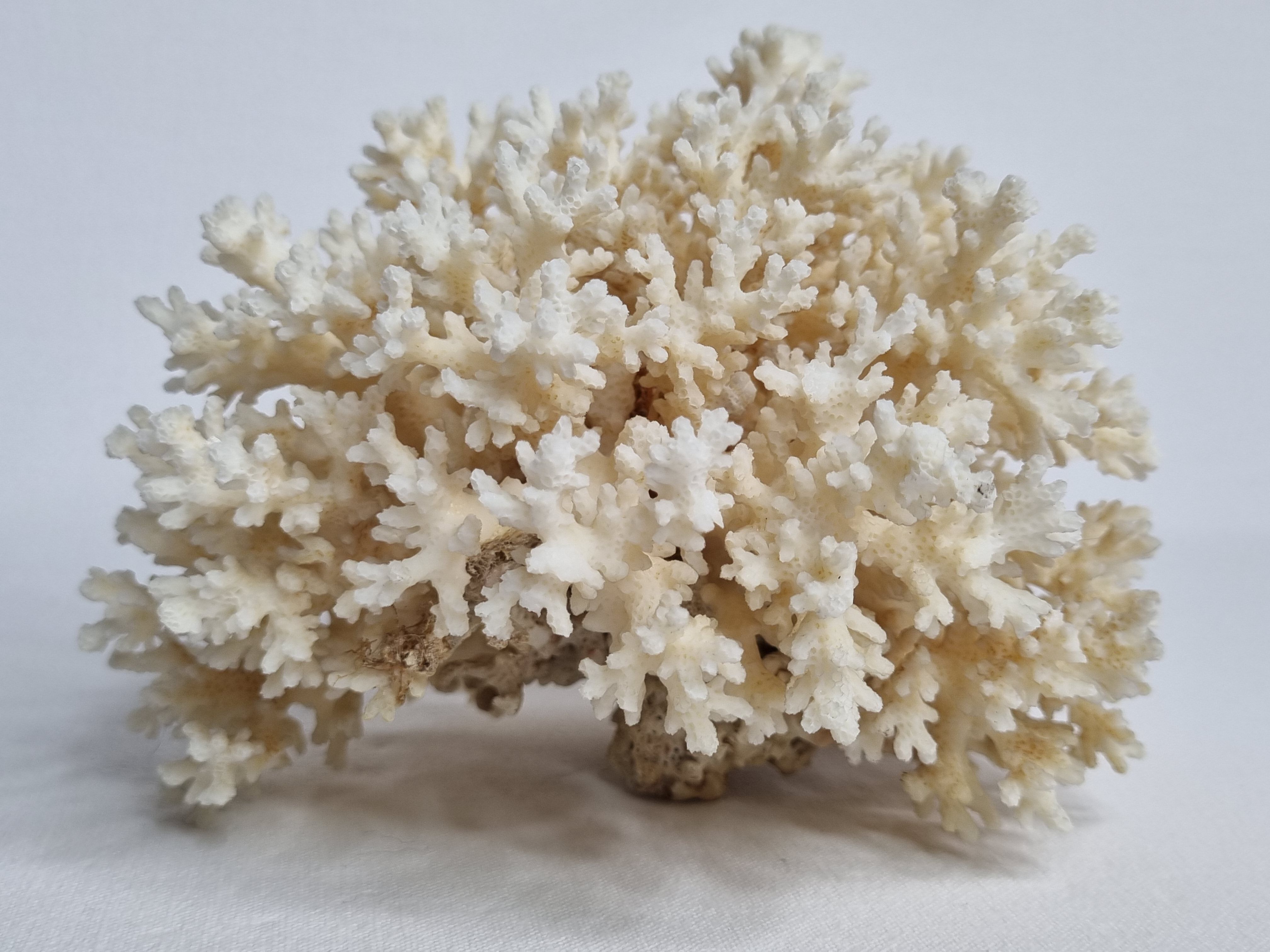 Set of two ancient white corals to lay