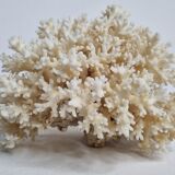 Set of two ancient white corals to lay