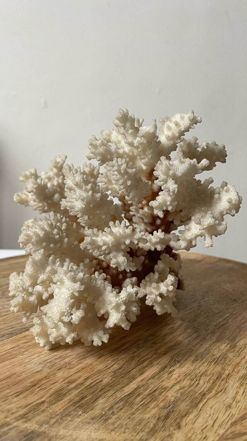 Vintage white coral