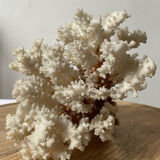 Vintage white coral