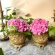Pair of caches pots in brass repelled nineteenth century