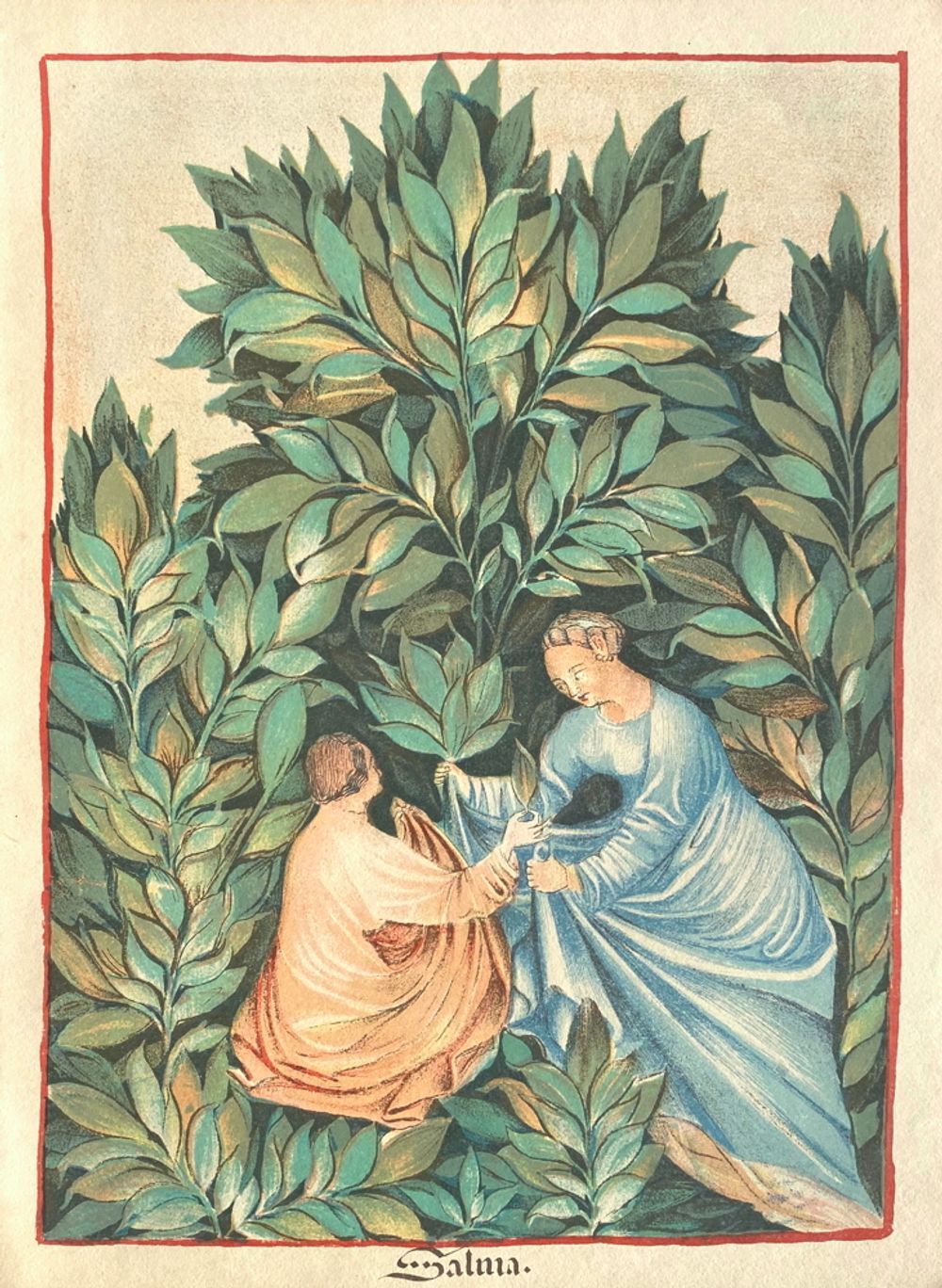 Vintage Lithography , The Sage Picking