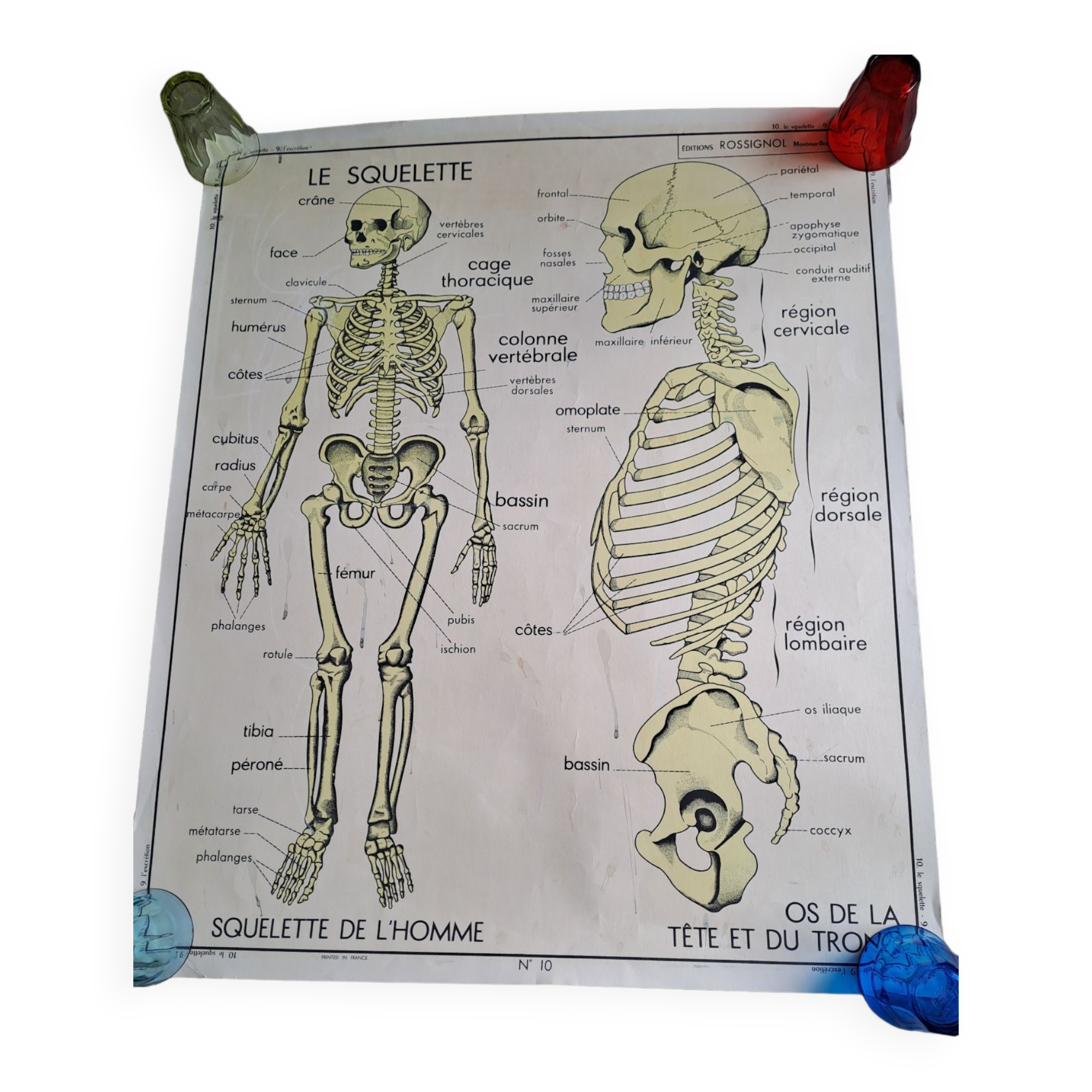 School poster Rossignol the skeleton/ excretion