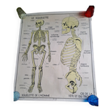 School poster Rossignol the skeleton/ excretion