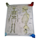 School poster Rossignol the skeleton/ excretion