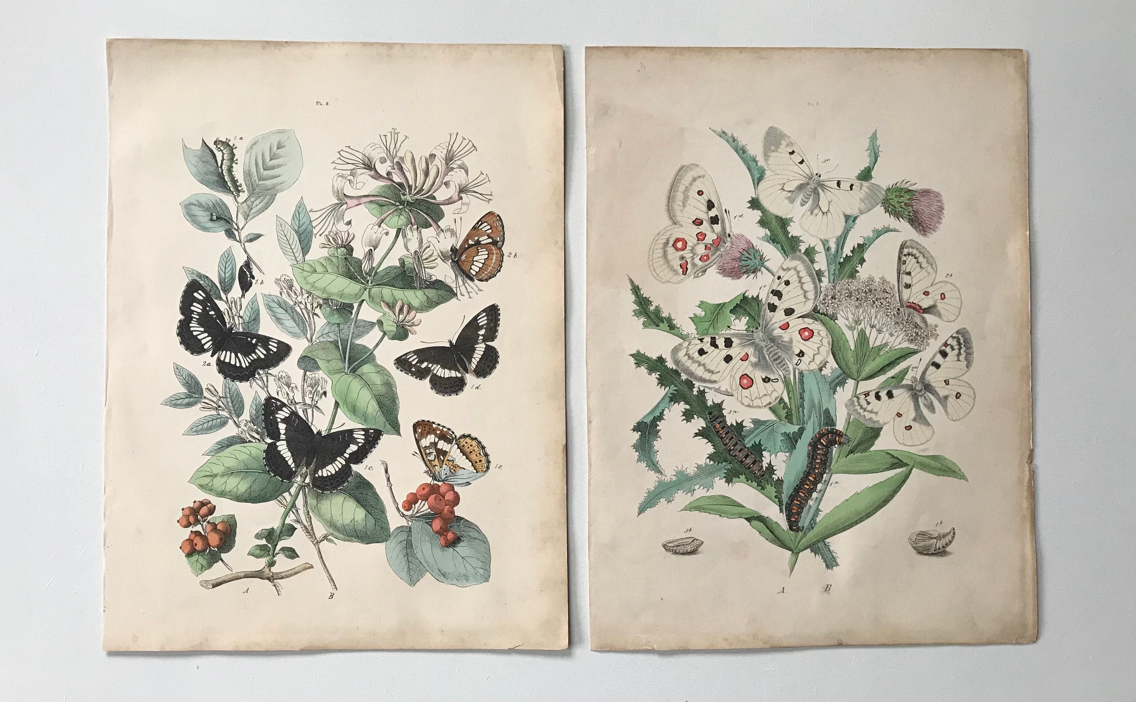 Botanical posters and butterflies 1876