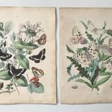Botanical posters and butterflies 1876