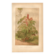 Botanical engraving from 1889 - Castor oil plant - Antique lithograph of a flower. Plate.